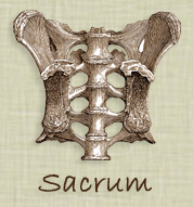 Sacrum Structure